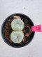 Lophophora Fricii Twin 5-6 cm 10 years old seed ownroot flower seedling ロフォフォラ　烏羽玉　仔吹き サボテン