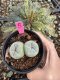 Lophophora Fricii Twin 5-6 cm 10 years old seed ownroot flower seedling ロフォフォラ　烏羽玉　仔吹き サボテン