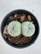 Lophophora Fricii Twin 5-6 cm 10 years old seed ownroot flower seedling ロフォフォラ　烏羽玉　仔吹き サボテン