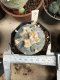 Lophophora Williamsii 6-7 cm 10 years old seed ownroot flower seedling ロフォフォラ　烏羽玉　仔吹き サボテン