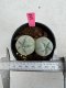 Lophophora Fricii Twin 5-6 cm 10 years old seed ownroot flower seedling ロフォフォラ　烏羽玉　仔吹き サボテン