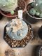 Lophophora Williamsii 6-7 cm 10 years old seed ownroot flower seedling ロフォフォラ　烏羽玉　仔吹き サボテン