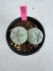 Lophophora Fricii Twin 5-6 cm 10 years old seed ownroot flower seedling ロフォフォラ　烏羽玉　仔吹き サボテン