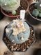 Lophophora Williamsii 6-7 cm 10 years old seed ownroot flower seedling ロフォフォラ　烏羽玉　仔吹き サボテン