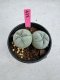 Lophophora Fricii Twin 5-6 cm 10 years old seed ownroot flower seedling ロフォフォラ　烏羽玉　仔吹き サボテン