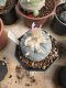 Lophophora Williamsii 6-7 cm 10 years old seed ownroot flower seedling ロフォフォラ　烏羽玉　仔吹き サボテン