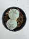 Lophophora Fricii Twin 5-6 cm 10 years old seed ownroot flower seedling ロフォフォラ　烏羽玉　仔吹き サボテン