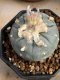 Lophophora Williamsii 6-7 cm 10 years old seed ownroot flower seedling ロフォフォラ　烏羽玉　仔吹き サボテン