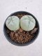 Lophophora Fricii Twin 5-6 cm 10 years old seed ownroot flower seedling ロフォフォラ　烏羽玉　仔吹き サボテン