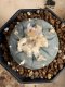 Lophophora Williamsii 6-7 cm 10 years old seed ownroot flower seedling ロフォフォラ　烏羽玉　仔吹き サボテン