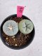 Lophophora Fricii Twin 5-6 cm 10 years old seed ownroot flower seedling ロフォフォラ　烏羽玉　仔吹き サボテン