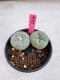 Lophophora Fricii Twin 5-6 cm 10 years old seed ownroot flower seedling ロフォフォラ　烏羽玉　仔吹き サボテン