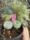 Lophophora Fricii Twin 5-6 cm 10 years old seed ownroot flower seedling ロフォフォラ　烏羽玉　仔吹き サボテン