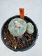 Lophophora Fricii 6-7 cm 10 years old seed ownroot flower seedling ロフォフォラ　烏羽玉　仔吹き サボテン