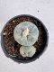 Lophophora Fricii 6-7 cm 10 years old seed ownroot flower seedling ロフォフォラ　烏羽玉　仔吹き サボテン