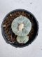 Lophophora Fricii 6-7 cm 10 years old seed ownroot flower seedling ロフォフォラ　烏羽玉　仔吹き サボテン