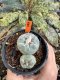 Lophophora Fricii 6-7 cm 10 years old seed ownroot flower seedling ロフォフォラ　烏羽玉　仔吹き サボテン