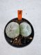 Lophophora Williamsii 6-7 cm 10 years old seed ownroot flower seedling ロフォフォラ　烏羽玉　仔吹き サボテン