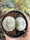 Lophophora Williamsii 6-7 cm 10 years old seed ownroot flower seedling ロフォフォラ　烏羽玉　仔吹き サボテン