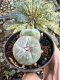 Lophophora Williamsii 6-7 cm 10 years old seed ownroot flower seedling ロフォフォラ　烏羽玉　仔吹き サボテン