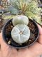 Lophophora Williamsii 6-7 cm 10 years old seed ownroot flower seedling ロフォフォラ　烏羽玉　仔吹き サボテン