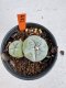 Lophophora Williamsii 6-7 cm 10 years old seed ownroot flower seedling ロフォフォラ　烏羽玉　仔吹き サボテン