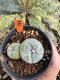 Lophophora Williamsii 6-7 cm 10 years old seed ownroot flower seedling ロフォフォラ　烏羽玉　仔吹き サボテン