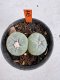 Lophophora Fricii 6-7 cm 10 years old seed ownroot flower seedling ロフォフォラ　烏羽玉　仔吹き サボテン