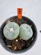 Lophophora Fricii 6-7 cm 10 years old seed ownroot flower seedling ロフォフォラ　烏羽玉　仔吹き サボテン