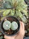 Lophophora Fricii 6-7 cm 10 years old seed ownroot flower seedling ロフォフォラ　烏羽玉　仔吹き サボテン