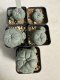 Lophophora Williamsii 6-7 cm 10 years old seed ownroot flower seedling ロフォフォラ　烏羽玉　仔吹き サボテン