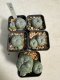 Lophophora Williamsii 6-7 cm 10 years old seed ownroot flower seedling ロフォフォラ　烏羽玉　仔吹き サボテン