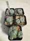 Lophophora Williamsii 6-7 cm 10 years old seed ownroot flower seedling ロフォフォラ　烏羽玉　仔吹き サボテン