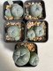 Lophophora Williamsii 6-7 cm 10 years old seed ownroot flower seedling ロフォフォラ　烏羽玉　仔吹き サボテン