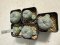 Lophophora Williamsii 6-7 cm 10 years old seed ownroot flower seedling ロフォフォラ　烏羽玉　仔吹き サボテン