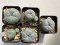 Lophophora Williamsii 6-7 cm 10 years old seed ownroot flower seedling ロフォフォラ　烏羽玉　仔吹き サボテン