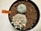 Lophophora Diffusa williamsii 6-7 cm 10 years old seed ownroot flower seedling ロフォフォラ　烏羽玉　仔吹き サボテン