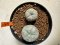 Lophophora williamsii 4-6 cm 10 years old seed ownroot flower seedling ロフォフォラ　烏羽玉　仔吹き サボテン