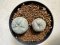 Lophophora williamsii 4-6 cm 10 years old seed ownroot flower seedling ロフォフォラ　烏羽玉　仔吹き サボテン