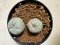 Lophophora williamsii 4-6 cm 10 years old seed ownroot flower seedling ロフォフォラ　烏羽玉　仔吹き サボテン