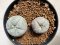 Lophophora williamsii 4-6 cm 10 years old seed ownroot flower seedling ロフォフォラ　烏羽玉　仔吹き サボテン