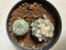 Lophophora williamsii diffusa 4-6 cm 10 years old seed ownroot flower seedling ロフォフォラ　烏羽玉　仔吹き サボテン