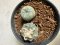 Lophophora williamsii diffusa 4-6 cm 10 years old seed ownroot flower seedling ロフォフォラ　烏羽玉　仔吹き サボテン