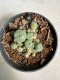 Lophophora williamsii 4-6 cm 10 years old seed ownroot flower seedling ロフォフォラ　烏羽玉　仔吹き サボテン