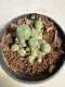 Lophophora williamsii 4-6 cm 10 years old seed ownroot flower seedling ロフォフォラ　烏羽玉　仔吹き サボテン