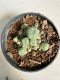 Lophophora williamsii 4-6 cm 10 years old seed ownroot flower seedling ロフォフォラ　烏羽玉　仔吹き サボテン