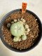 Lophophora williamsii 4-6 cm 10 years old seed ownroot flower seedling ロフォフォラ　烏羽玉　仔吹き サボテン