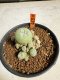 Lophophora williamsii 4-6 cm 10 years old seed ownroot flower seedling ロフォフォラ　烏羽玉　仔吹き サボテン