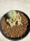 Lophophora williamsii 4-6 cm 10 years old seed ownroot flower seedling ロフォフォラ　烏羽玉　仔吹き サボテン