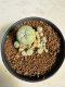 Lophophora williamsii 4-6 cm 10 years old seed ownroot flower seedling ロフォフォラ　烏羽玉　仔吹き サボテン